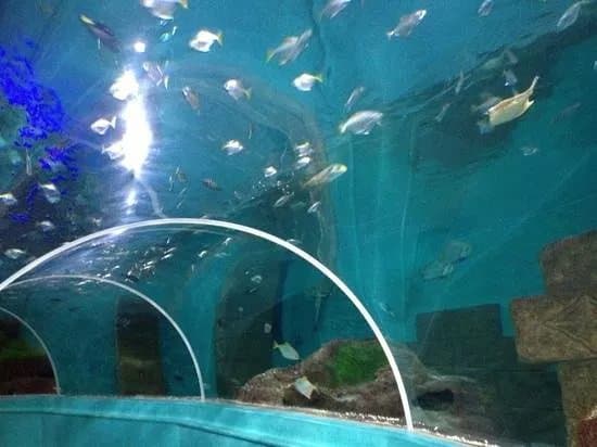 Blue Reef Aquarium