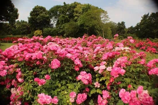 Westbroekpark