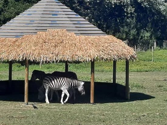 Newquay Zoo