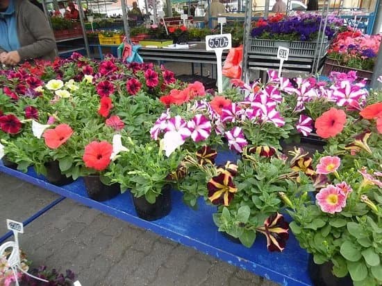 Keszthely Market