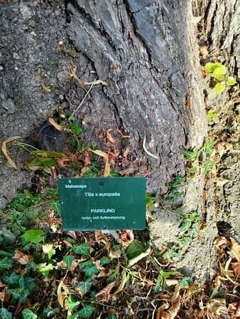 DBW's Botanical Garden