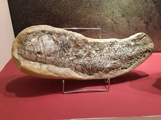 Museum of Mineralogy and Paleontology Stamatiadis