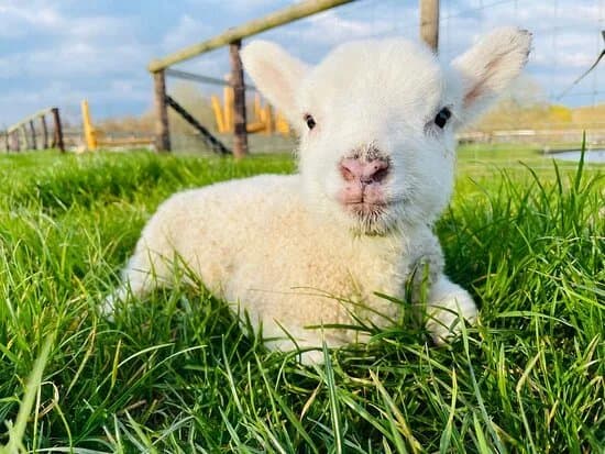 Mini Meadows Farm