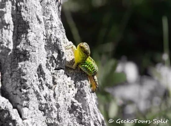 Gecko Tours