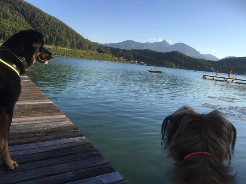 Loving Hut am Klopeiner See