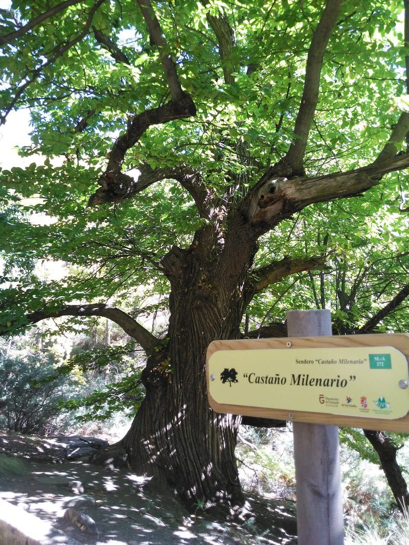 Alpujarras Camping