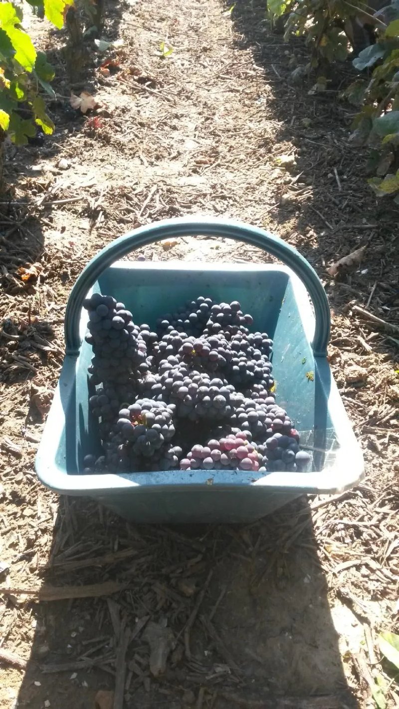 Champagne Boulard-Bauquaire