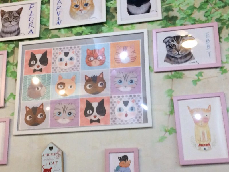 Cat Pawcino Cat Cafe