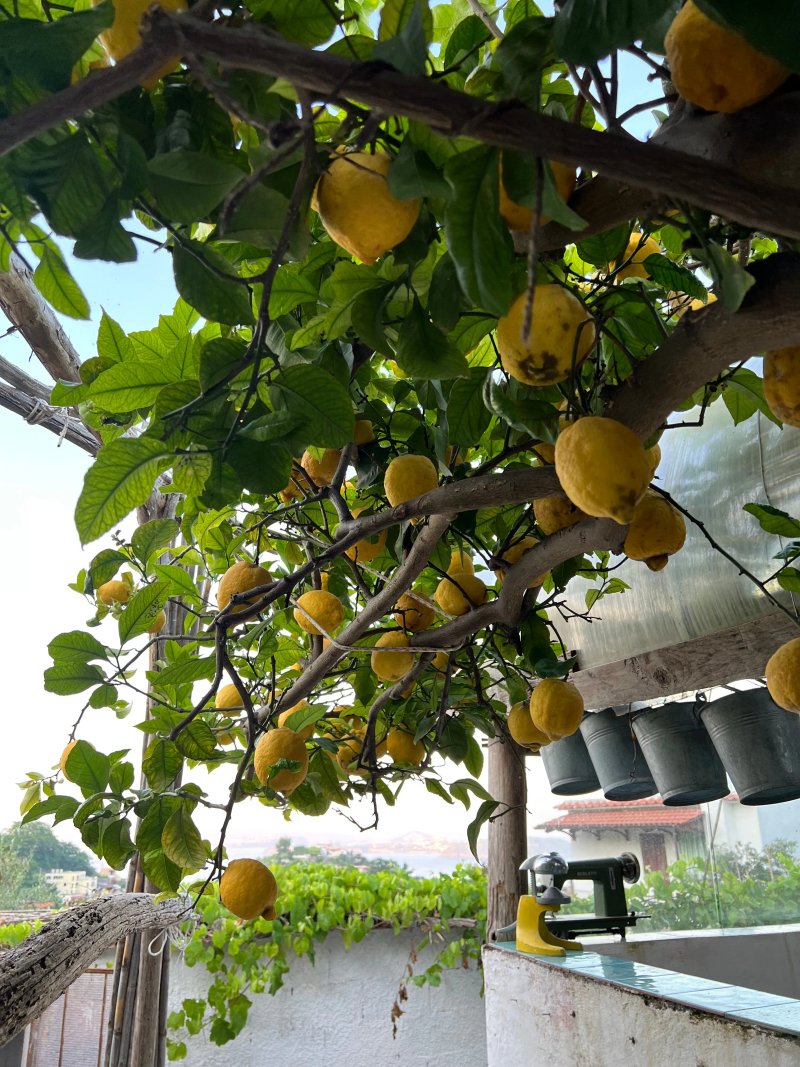 La Vigna di Alberto