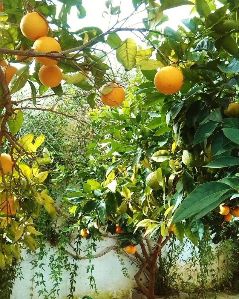 Cucromia Cucina a Colori