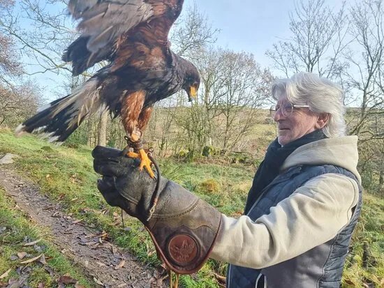 Lake District Falconry