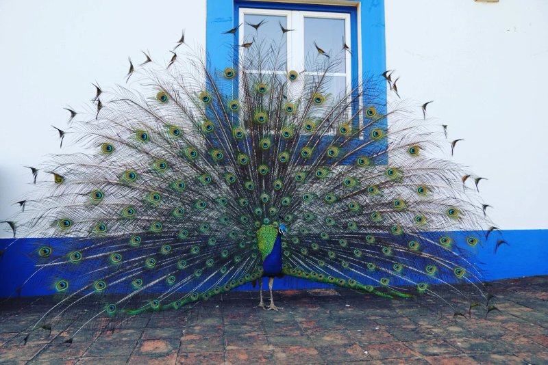 Amieira Agroturismo