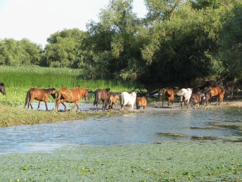 Pensiunea Dunarea Veche - Mila 23