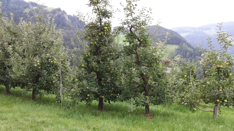 Schiedhof - Farm holidays