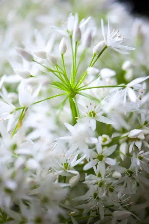 La Fleur de Thym