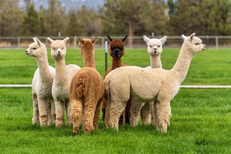 Mamaadama Alpaca Farm And B&b