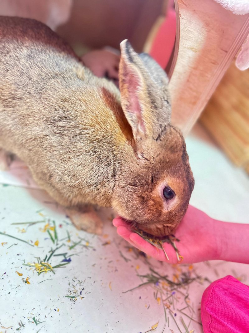 Bunny Cafe