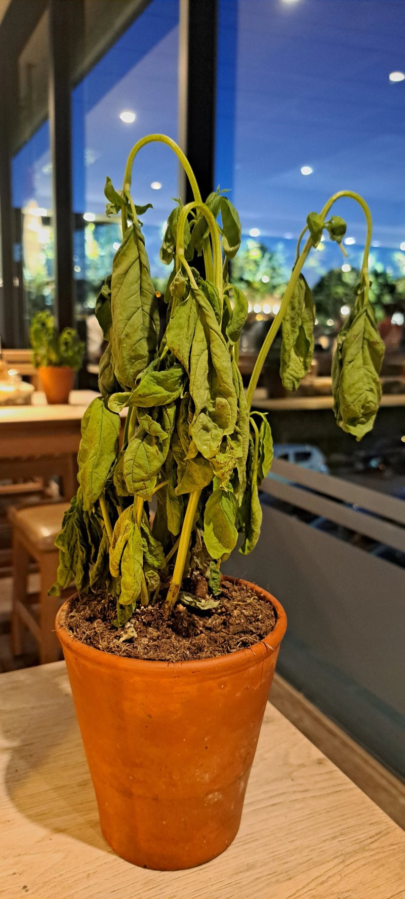 Vapiano La Valentine