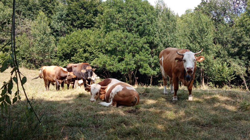Agriturismo Pesei