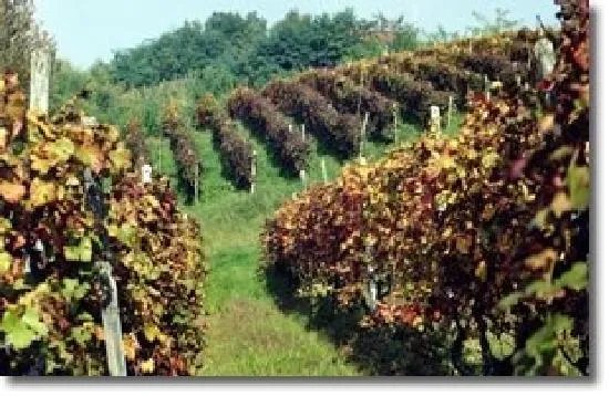 Agriturismo Cascina Tollu