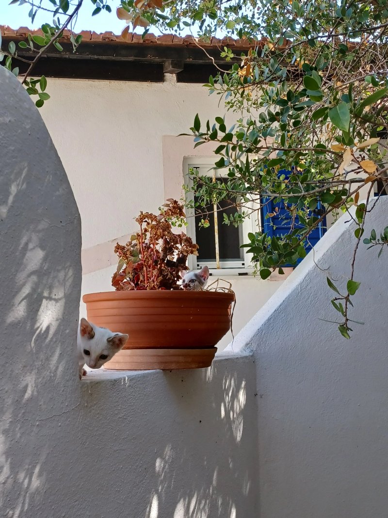 Eco friendly cottage in large rambling garden. 400m walk to the sea.