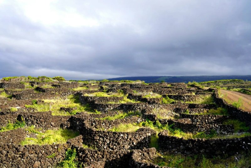 Azores Wine Company - Restaurant