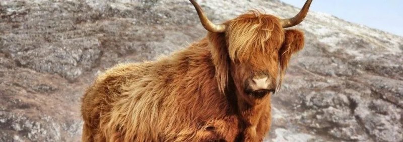 Scottish Highlander Guesthouse