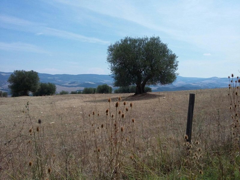 La Montalla Agriturismo