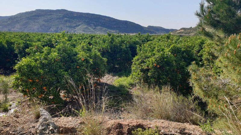 Sendero De Los Corazones