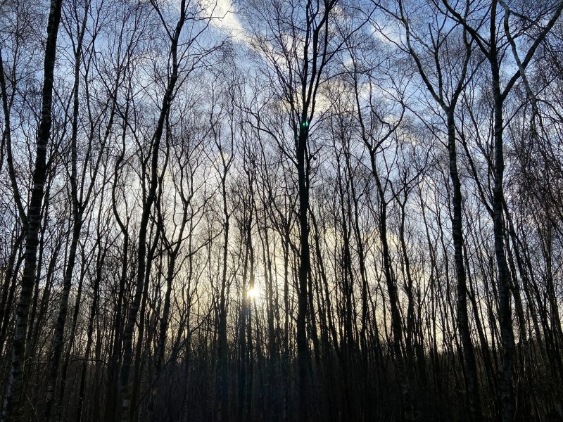Birchwood Sussex
