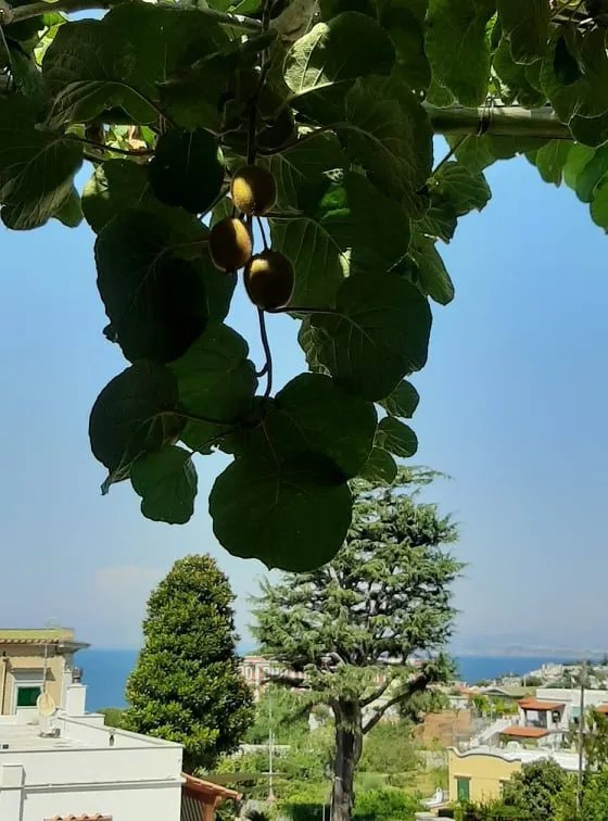 Hotel Matarese