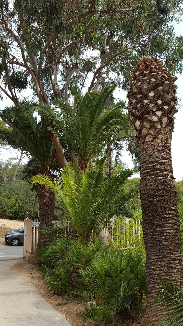 Camping OLBIA