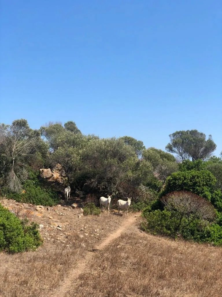 Asinara Garbo Charter