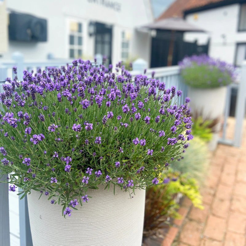 The Fox And Hounds Clavering