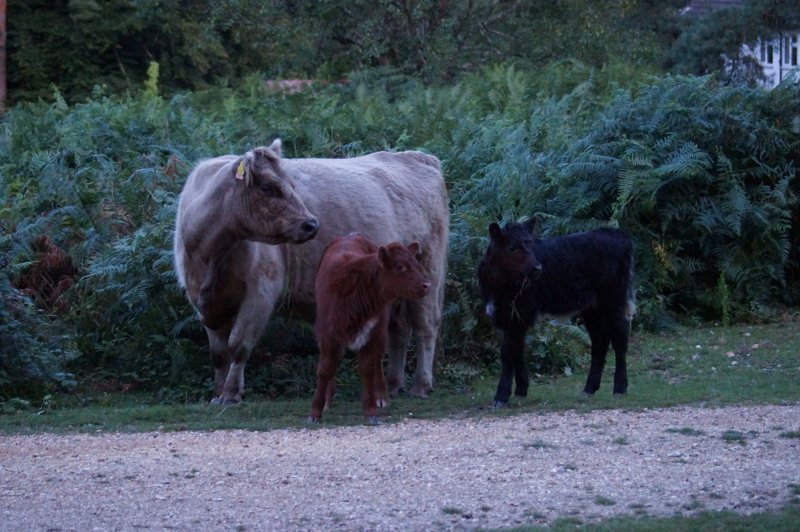 Hucklesbrook Farm New Forest Holiday Cottages