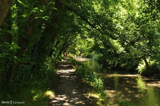 King's Wood