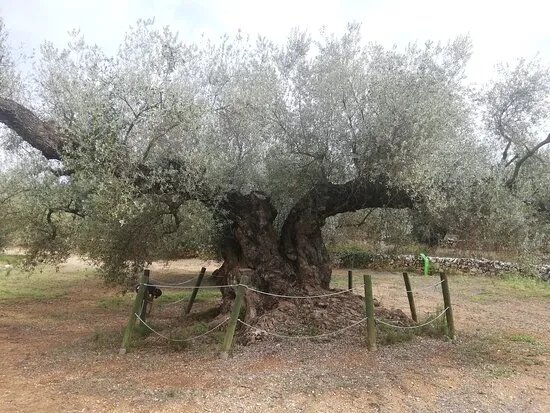 La Farga De Arion