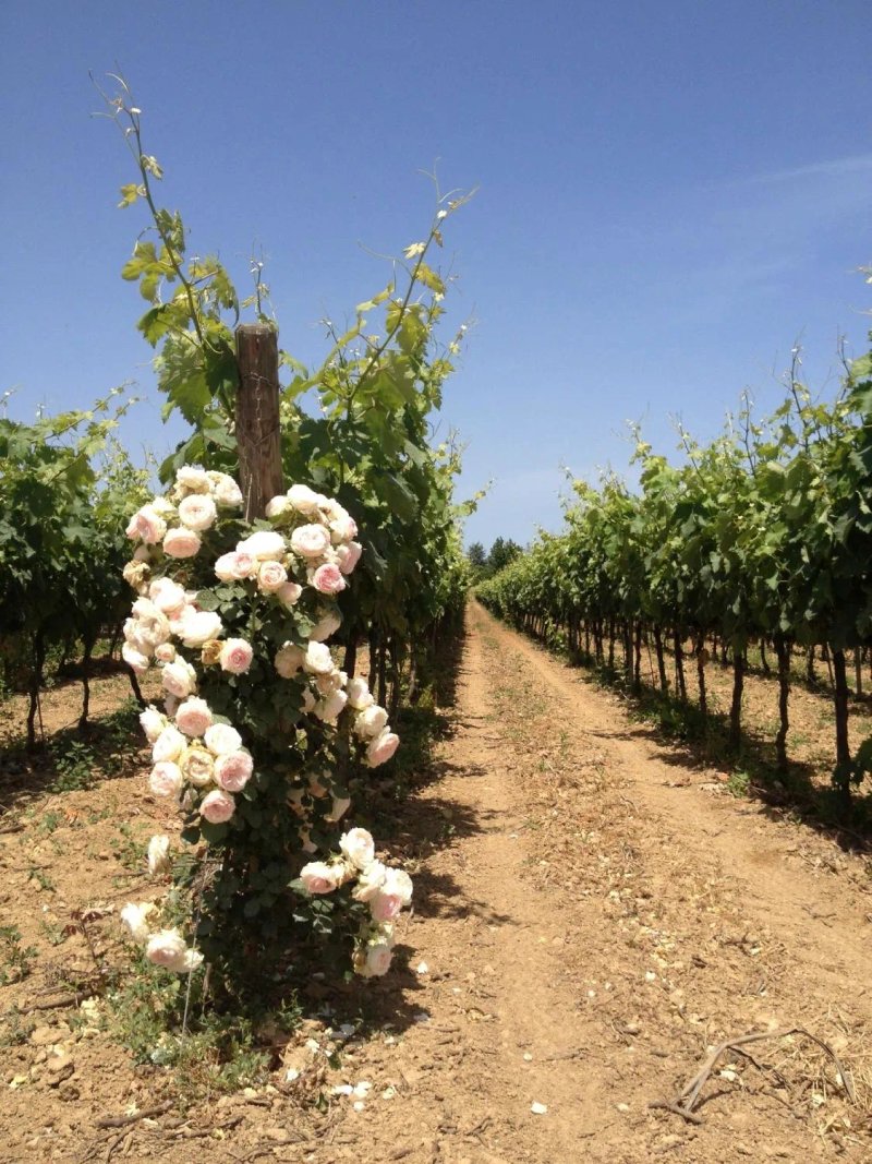 Masseria San Polo