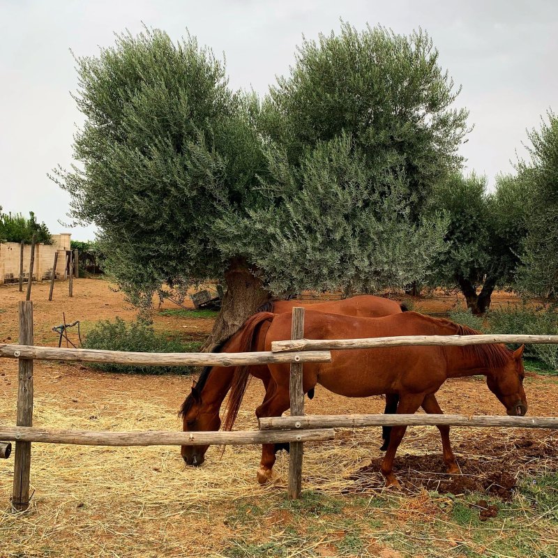 Masseria Sacramento