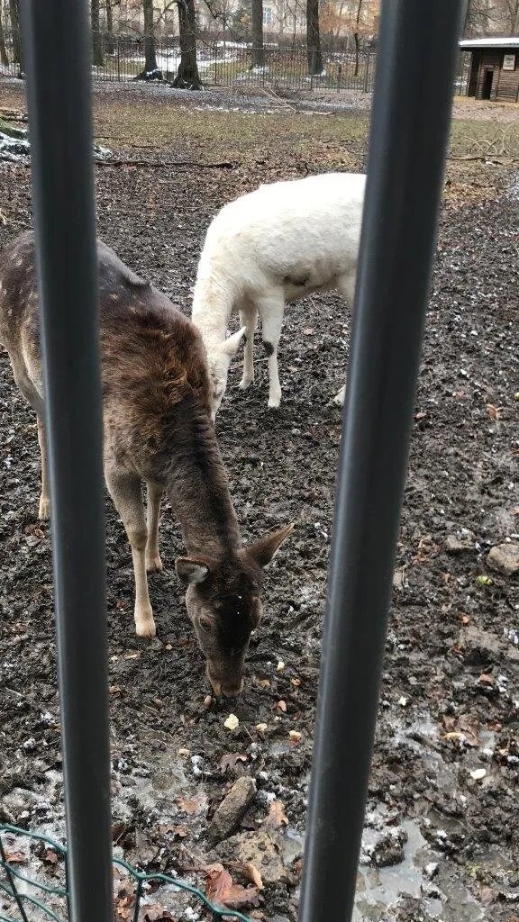Animal enclosure at the Schwanenteich