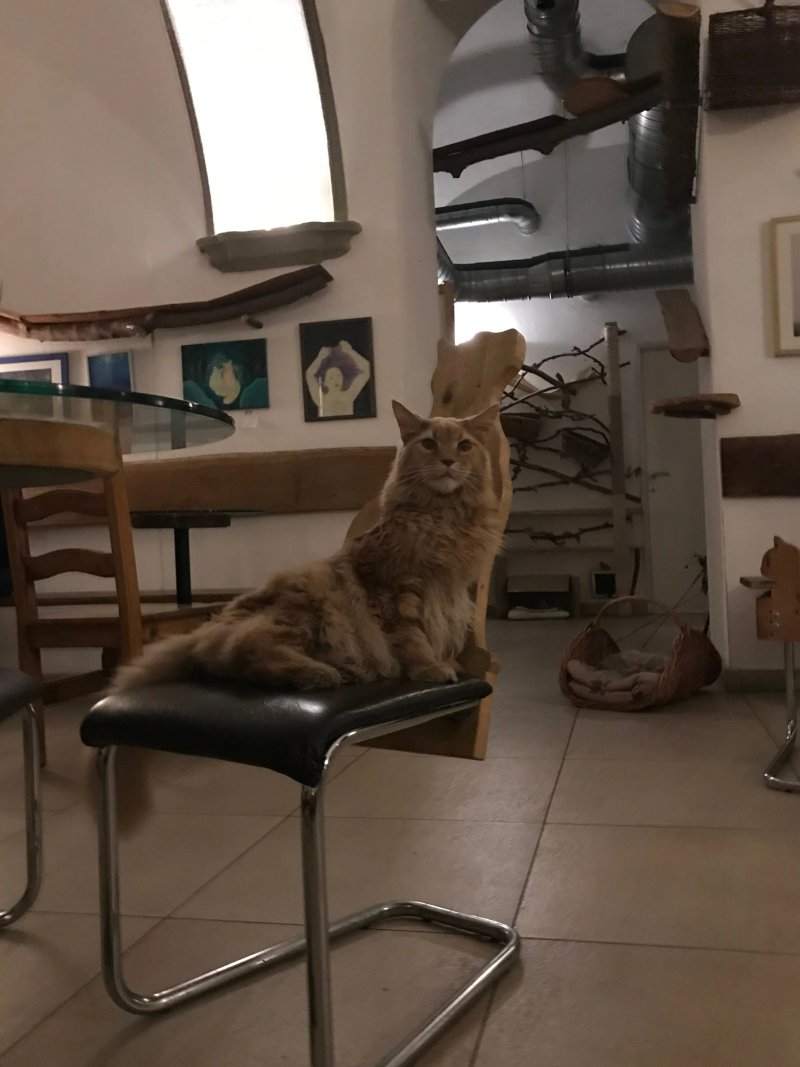 Cafe Neko