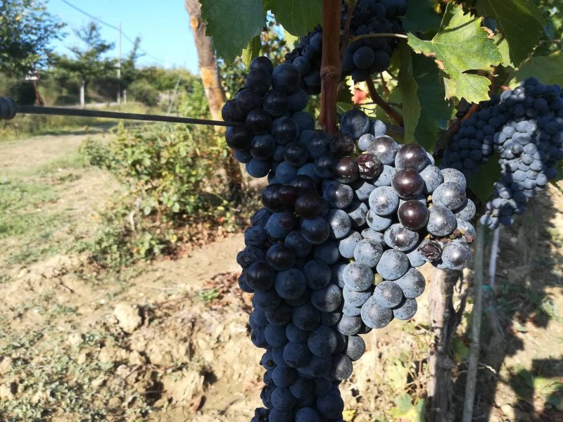 Roccafiore Wine Resort & Spa