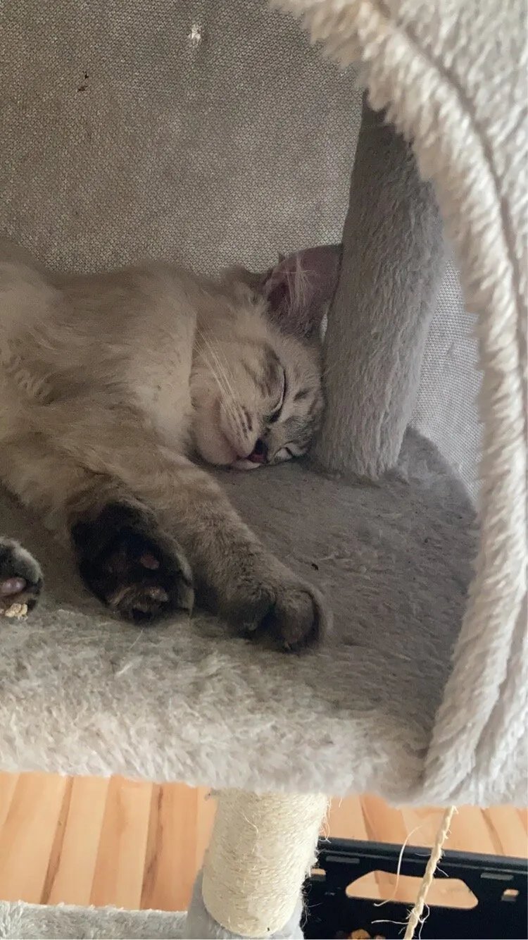 CatPawCino