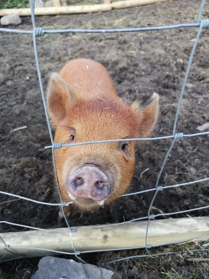 Cwtch Farm Bed and Breakfast