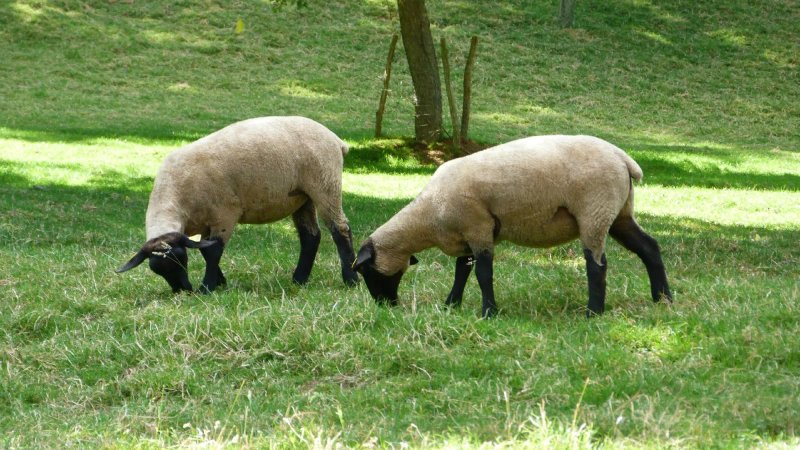 Ferme des Chartroux