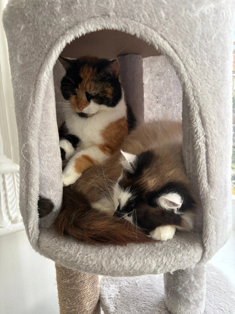 Mrs Slocombe's Cat Cafe