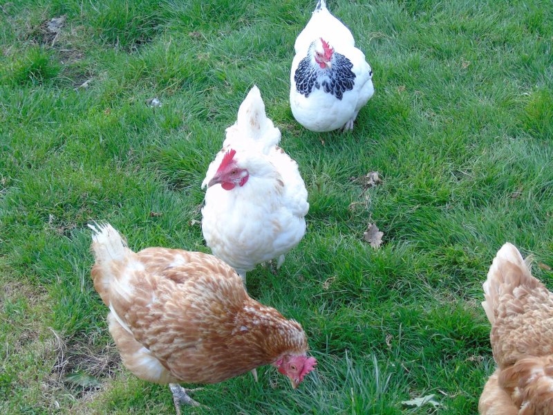Treaslake Holiday Cottages