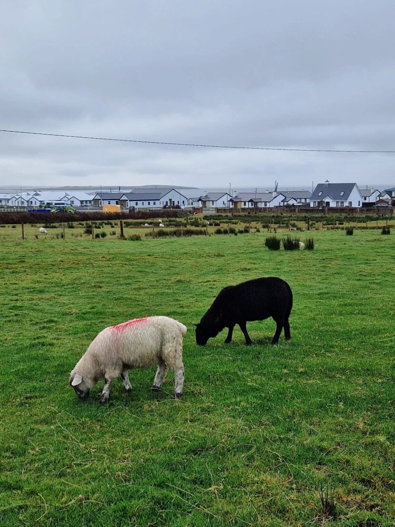 Geraghtys Farmyard Pods