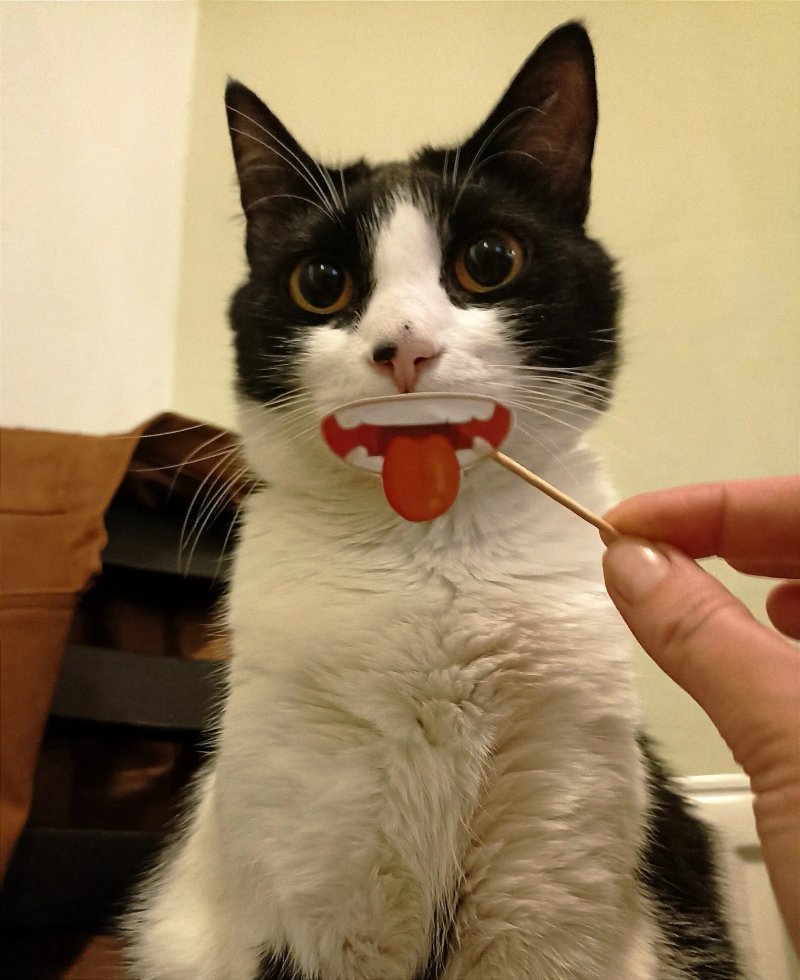 Kockafe Schrodinger