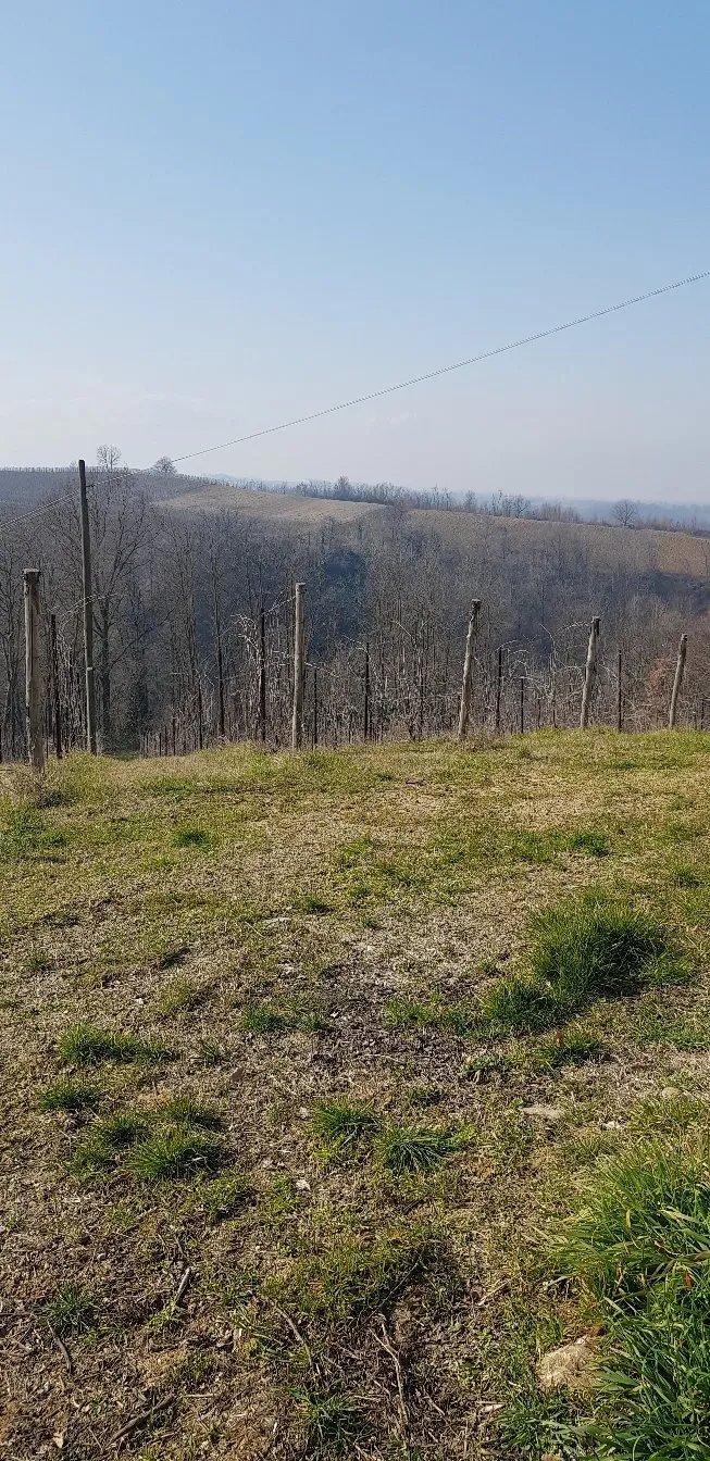 La Buca Societa Agricola